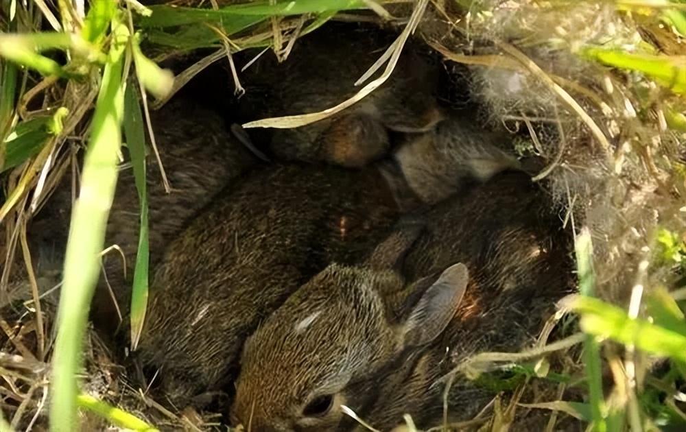 致富经养殖兔视频_致富经cctv7野兔养殖_养殖野兔赚钱吗