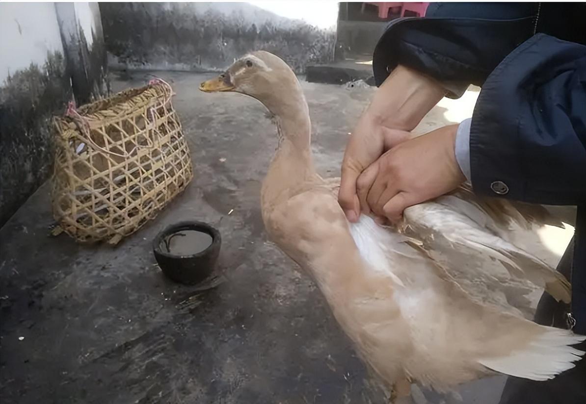 致富鸭鱼混养视频_鸭鱼混养技术_鱼鸭混养致富经