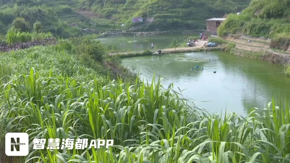 泉州这个村庄种巨菌草，让农民们增收致富！