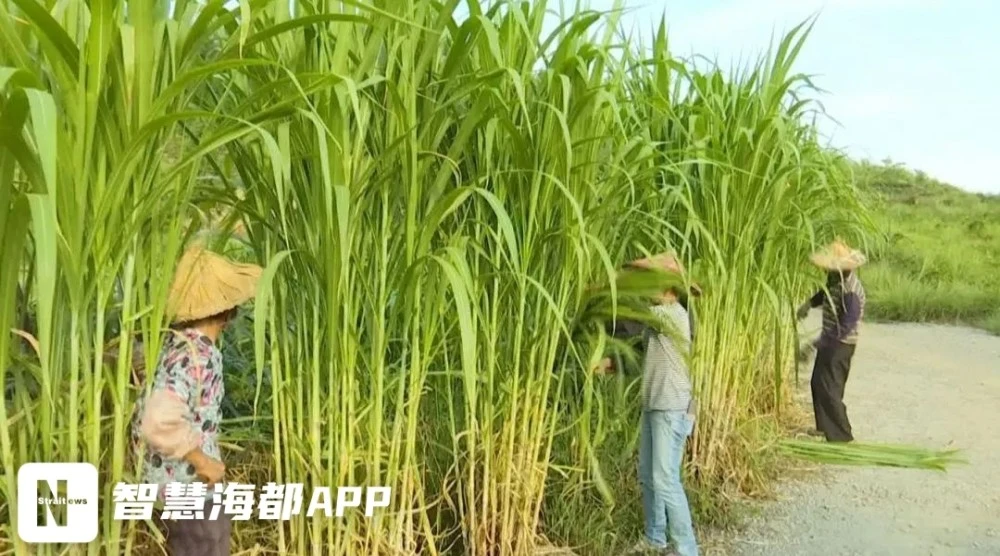 致富经食用菌种植_种植菌种前景怎么样_菌种植致富新闻