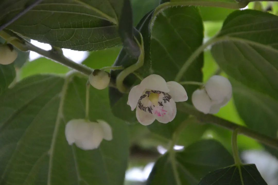 致富种植软枣图片_软枣种植技术视频_致富经软枣种植