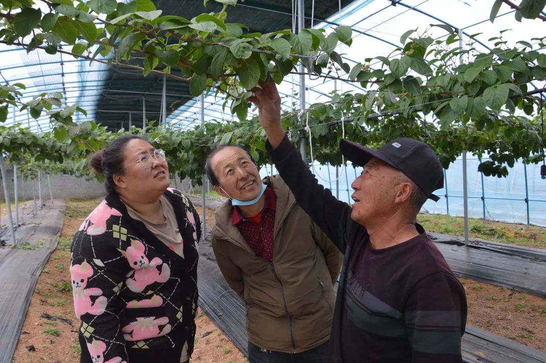 致富种植软枣图片_致富经软枣种植_软枣种植技术视频