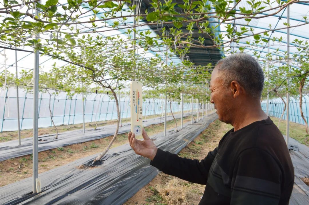 软枣种植技术视频_致富经软枣种植_致富种植软枣图片