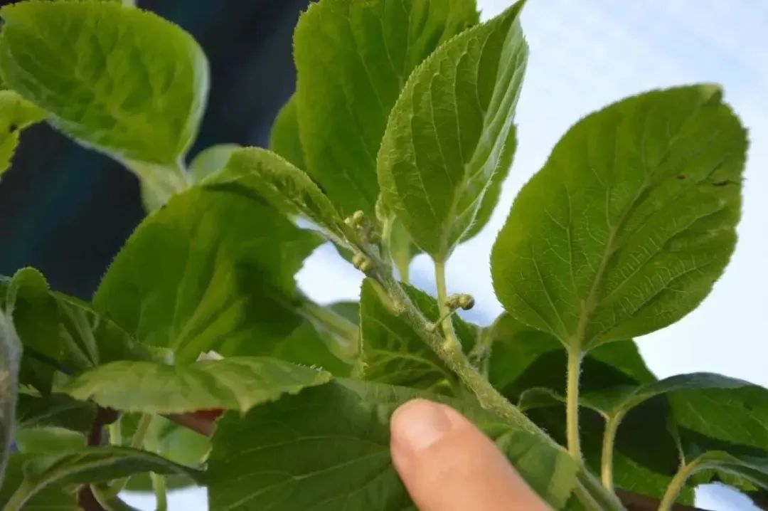 致富经软枣种植_致富种植软枣图片_软枣种植技术视频