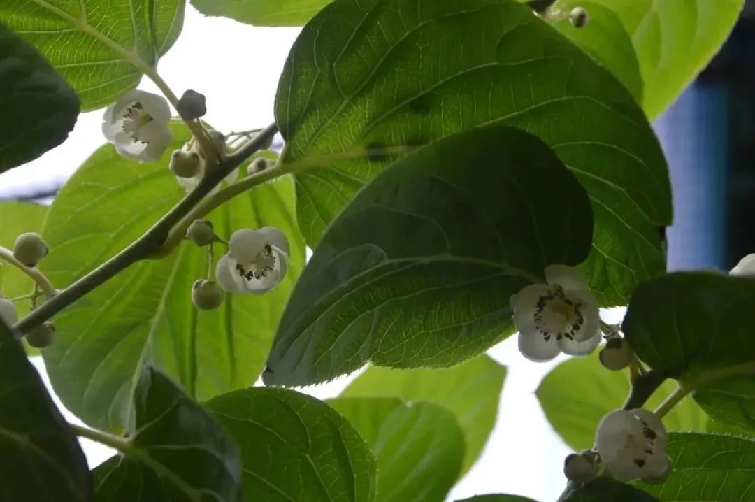 致富种植软枣图片_致富经软枣种植_软枣种植技术视频