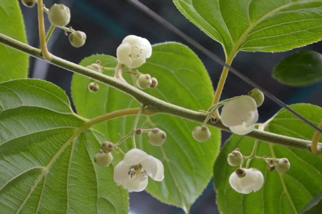 软枣种植技术视频_致富种植软枣图片_致富经软枣种植