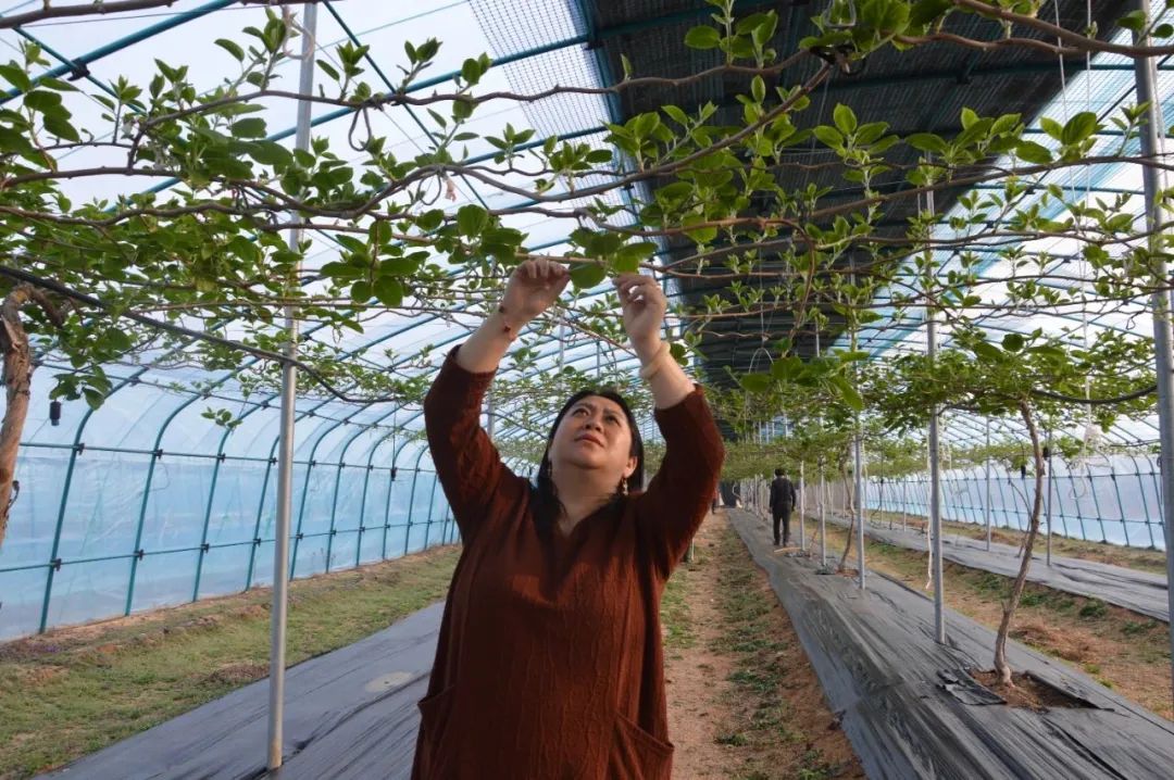 致富经软枣种植_致富种植软枣图片_软枣种植技术视频