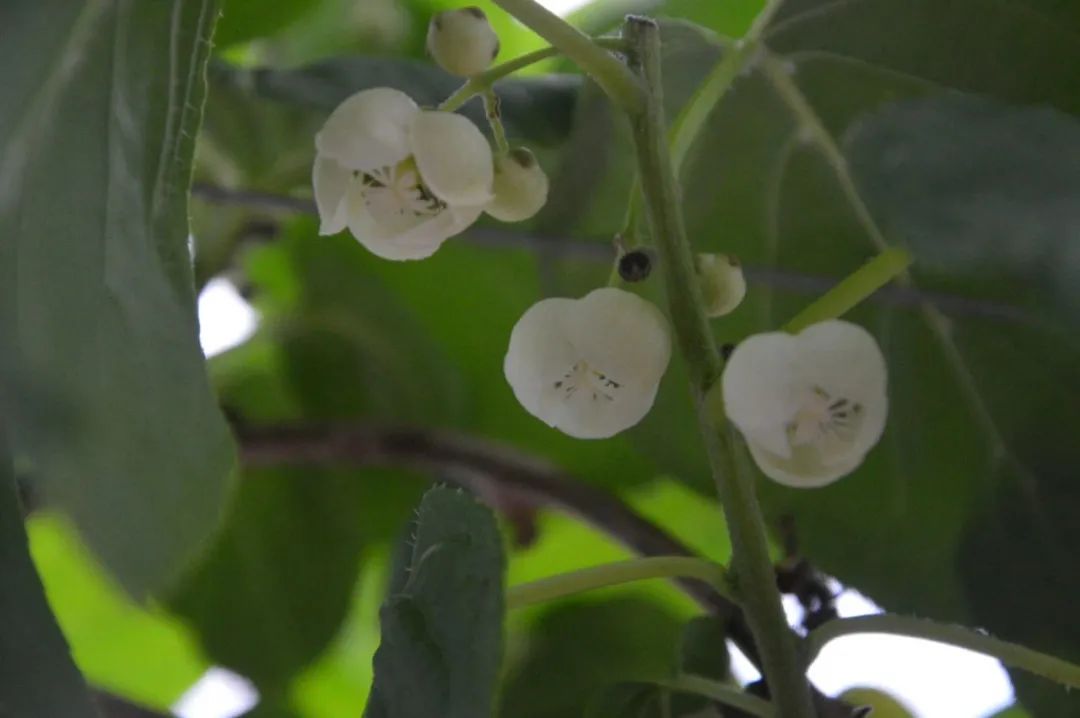 致富种植软枣图片_软枣种植技术视频_致富经软枣种植