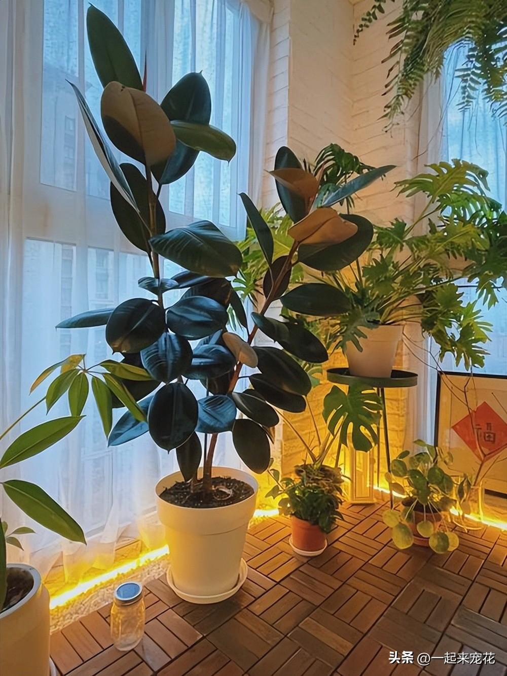 室内种植什么赚钱_室内种植创业_室内种植致富的