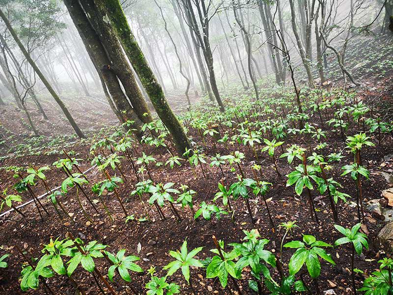 致富种植视频全集_致富富民种植项目是什么_富民种植致富项目