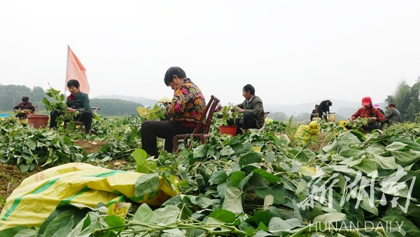 湘潭县：毛豆变“金豆”丰收又增收