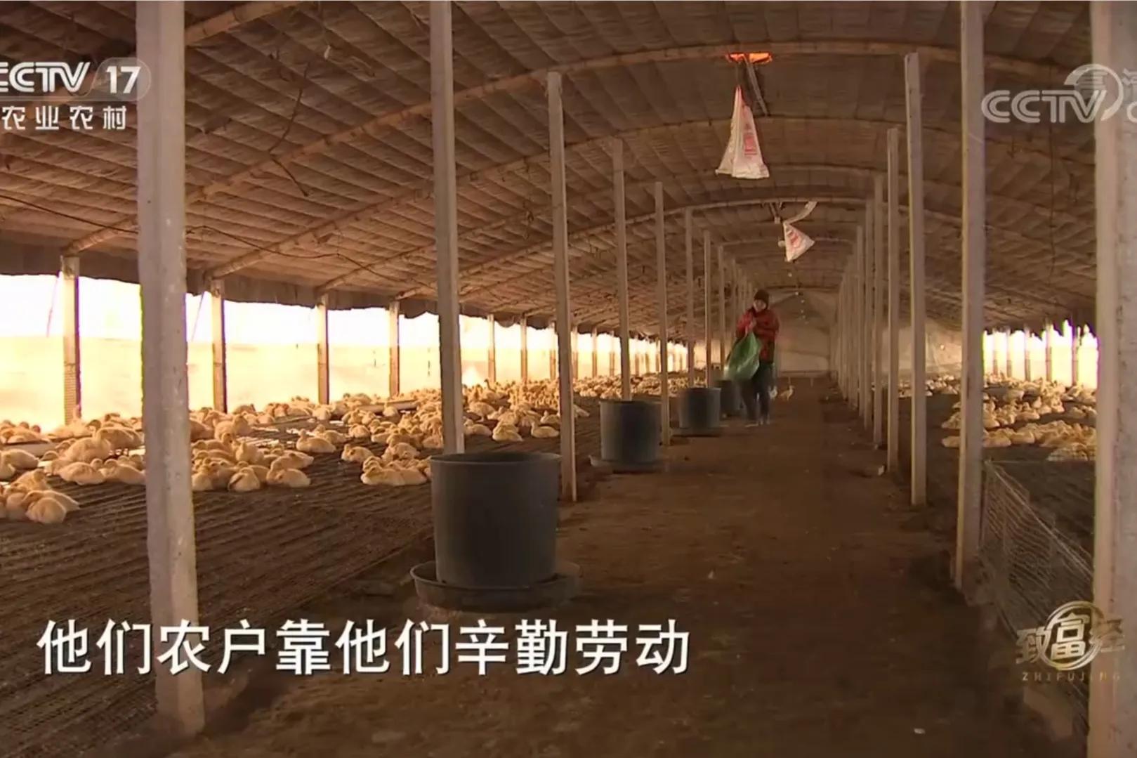 鱼鸭混养致富经_致富鸭鱼混养图片_致富鸭鱼混养视频