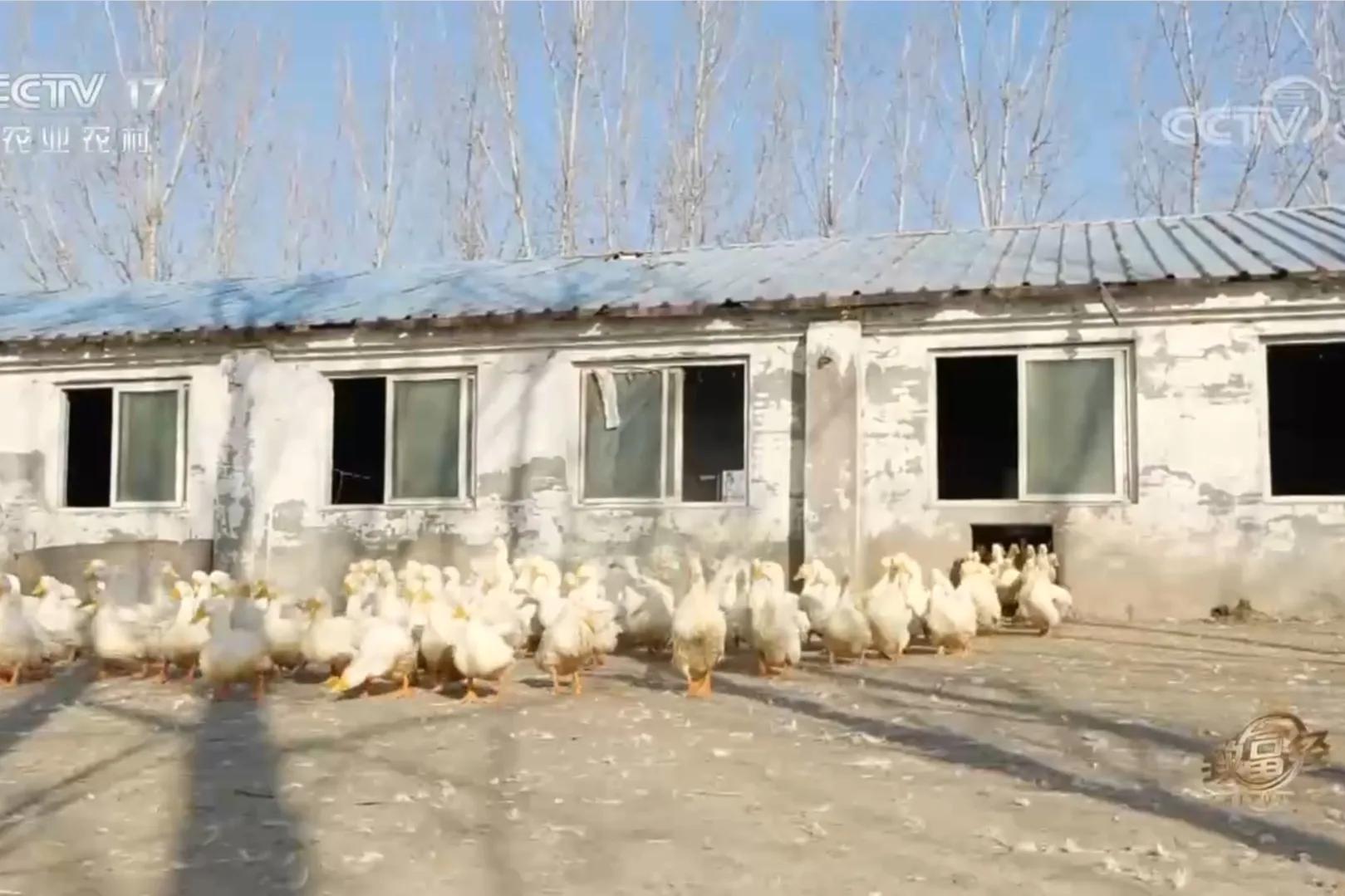 鱼鸭混养致富经_致富鸭鱼混养图片_致富鸭鱼混养视频