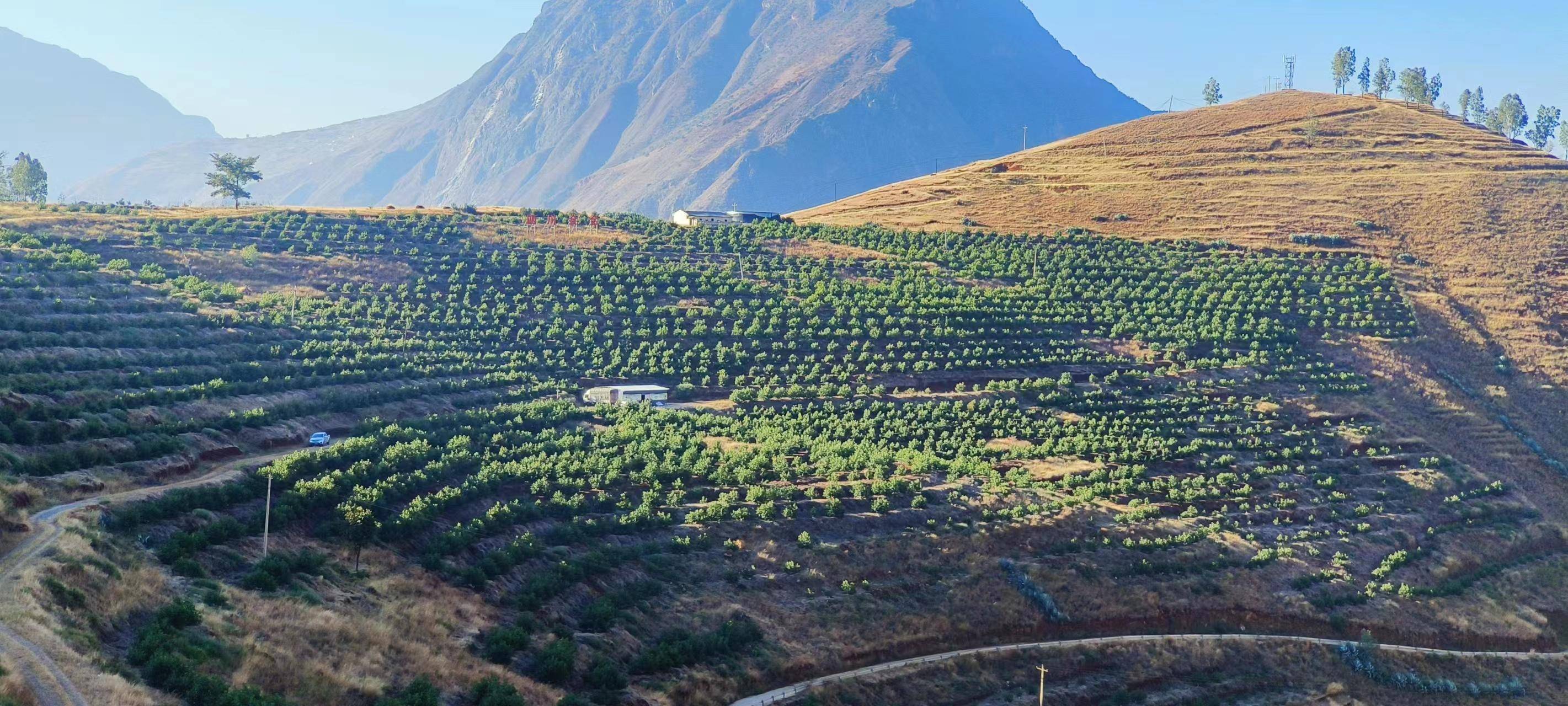 牛油果的种植技术_种植果牛油技术要点_如何种植牛油果树