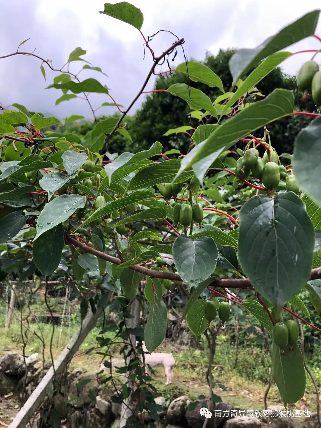 致富种植软枣好吗_致富种植软枣图片_致富经软枣种植