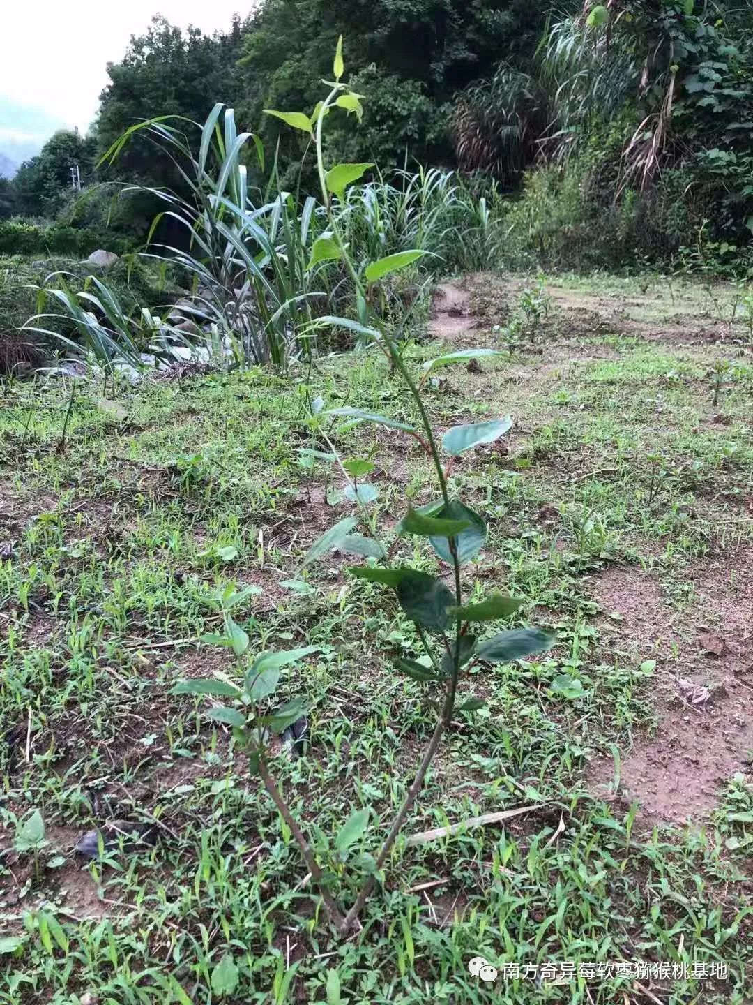 致富经软枣种植_致富种植软枣图片_致富种植软枣好吗