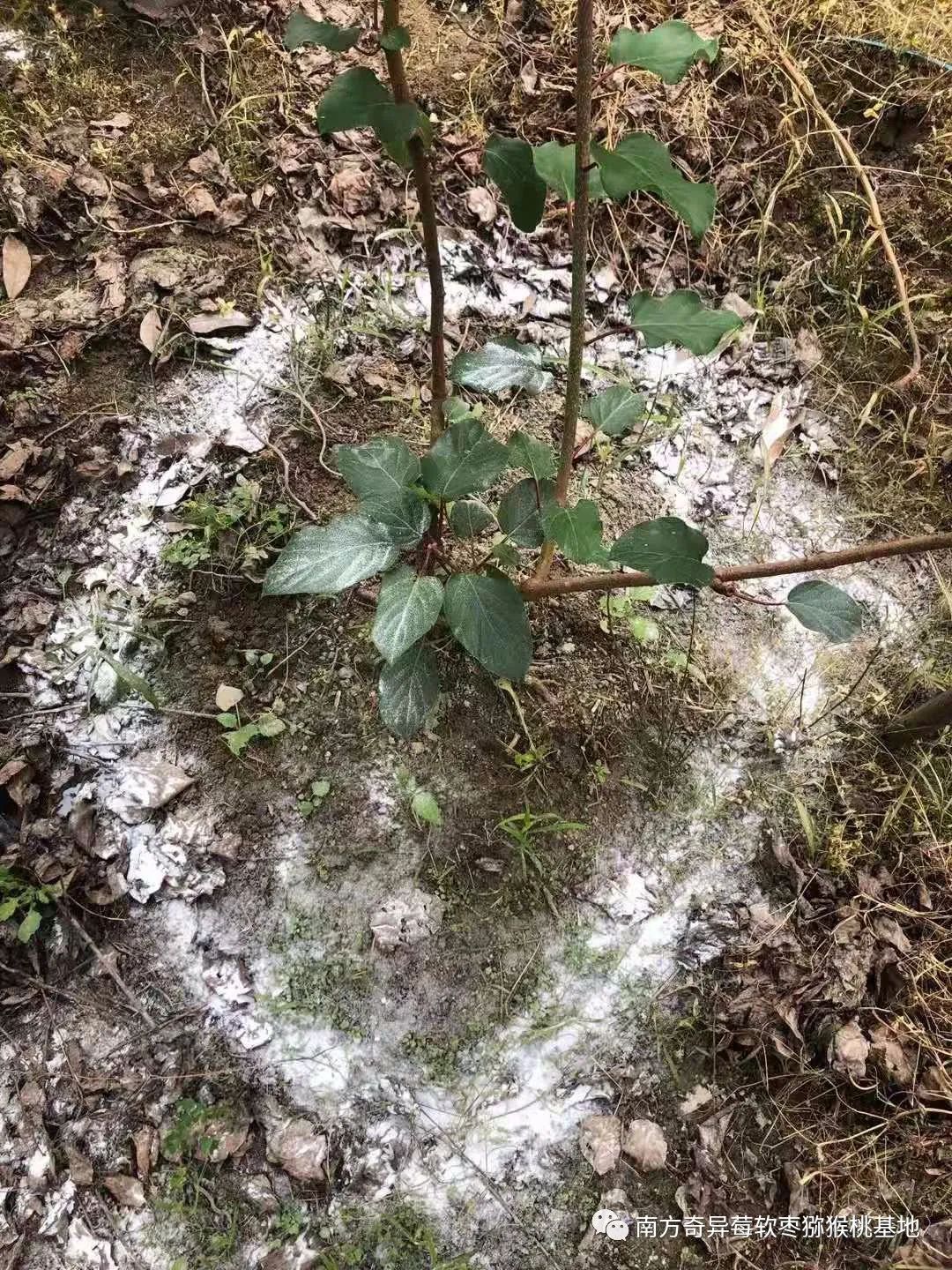 致富种植软枣好吗_致富经软枣种植_致富种植软枣图片