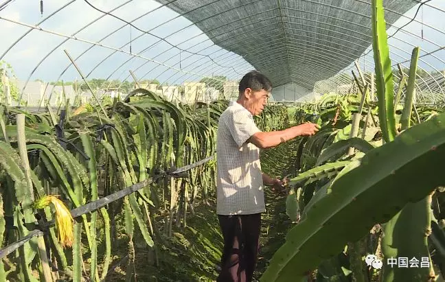 扶贫茶叶_扶贫茶种植致富_致富扶贫种植茶叶方案