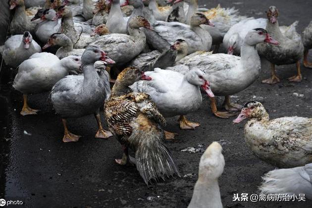 鸭鱼混养技术_鱼鸭混养致富经_致富经鱼鸭混养视频