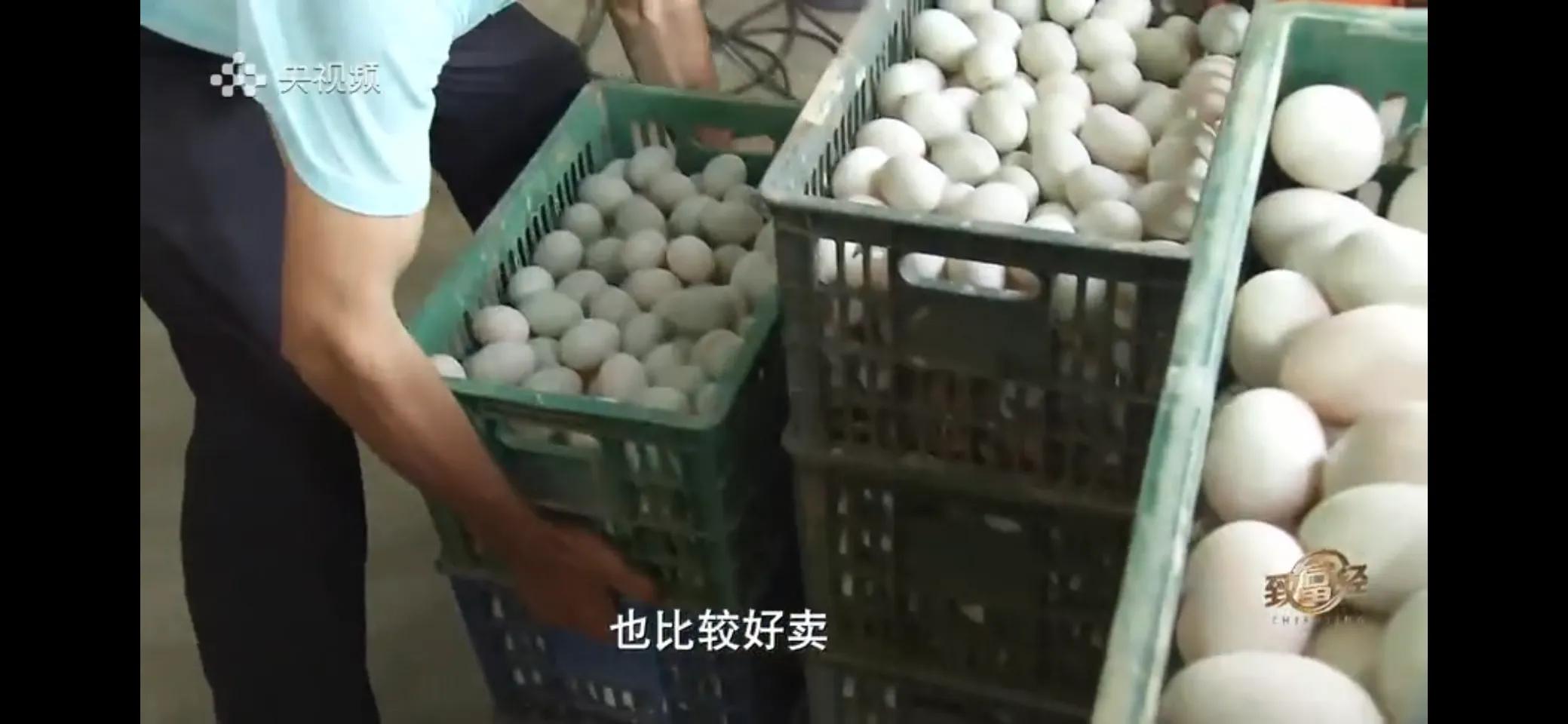 鱼鸭混养致富经_致富鸭鱼混养视频_致富经鱼鸭混养视频