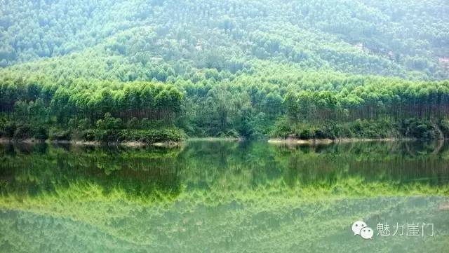 山丘种植致富_大山种出致富草_山丘适合种植什么