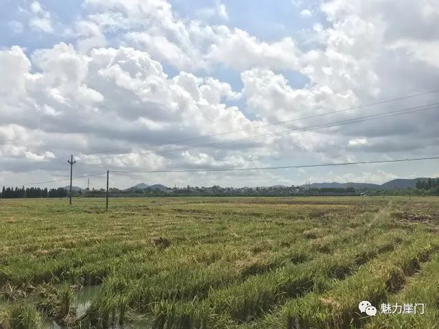 大山种出致富草_山丘种植致富_山丘适合种植什么