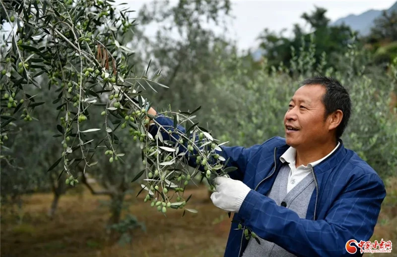 致富经油橄榄_橄榄致富经视频_橄榄采摘机采摘视频