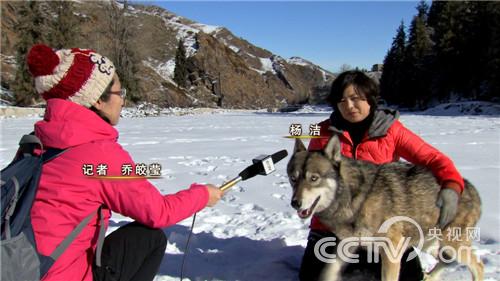 [致富经]养狼的财富，女人养狼上百只(20151218)