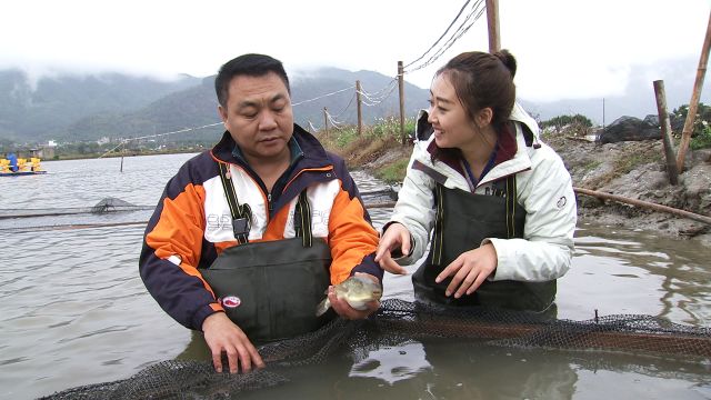 养殖河豚需要什么条件_致富经河豚养殖_致富经养河豚