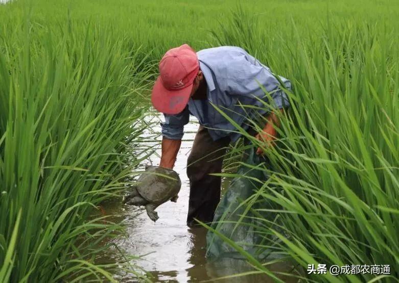 山瑞养殖市场前景_山瑞养殖技术_山瑞养殖违法吗