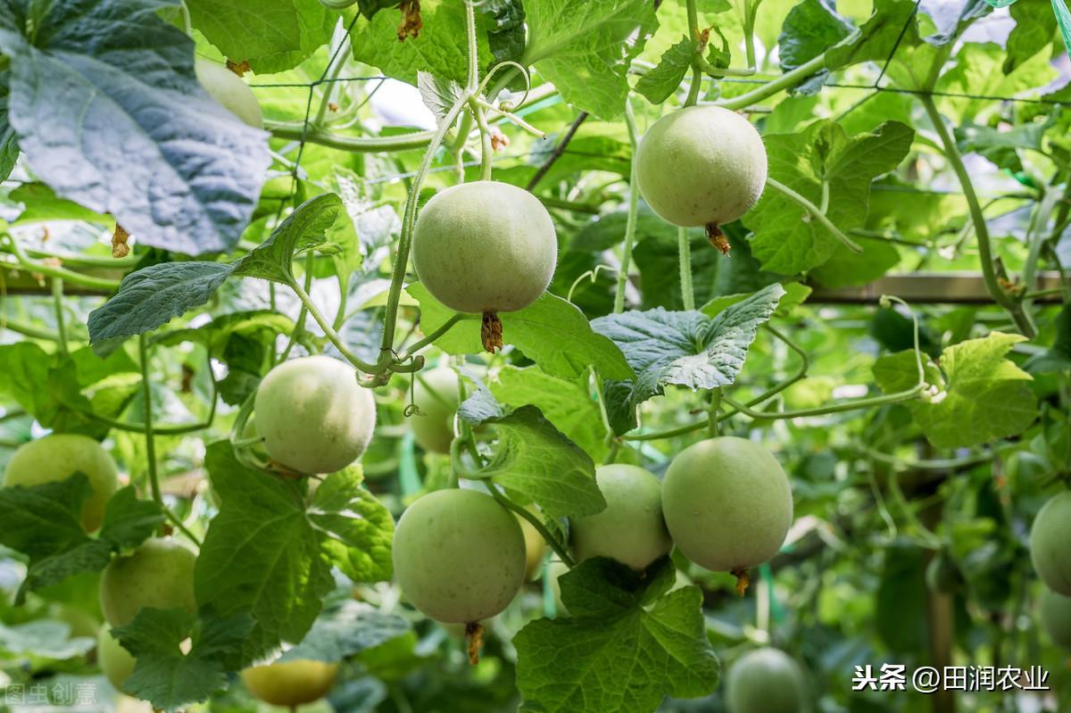 哈密瓜露地种植视频_哈密瓜露天种植技术_哈密瓜露天种植的时间和方法