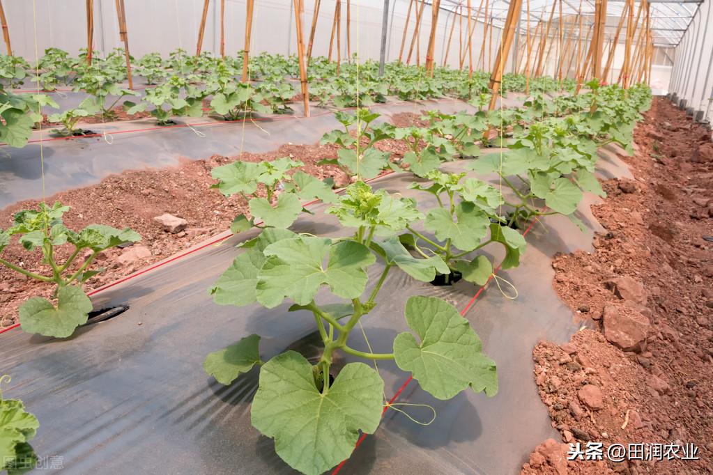 哈密瓜露天种植技术_哈密瓜露天种植的时间和方法_哈密瓜露地种植视频