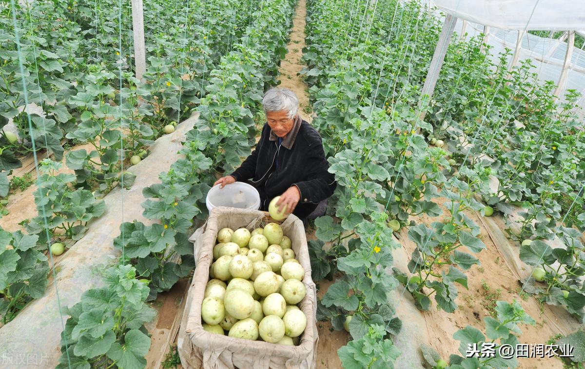 哈密瓜露天种植的时间和方法_哈密瓜露地种植视频_哈密瓜露天种植技术