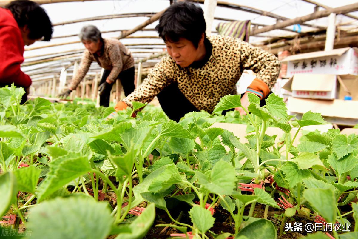 哈密瓜露天种植的时间和方法_哈密瓜露天种植技术_哈密瓜露地种植视频