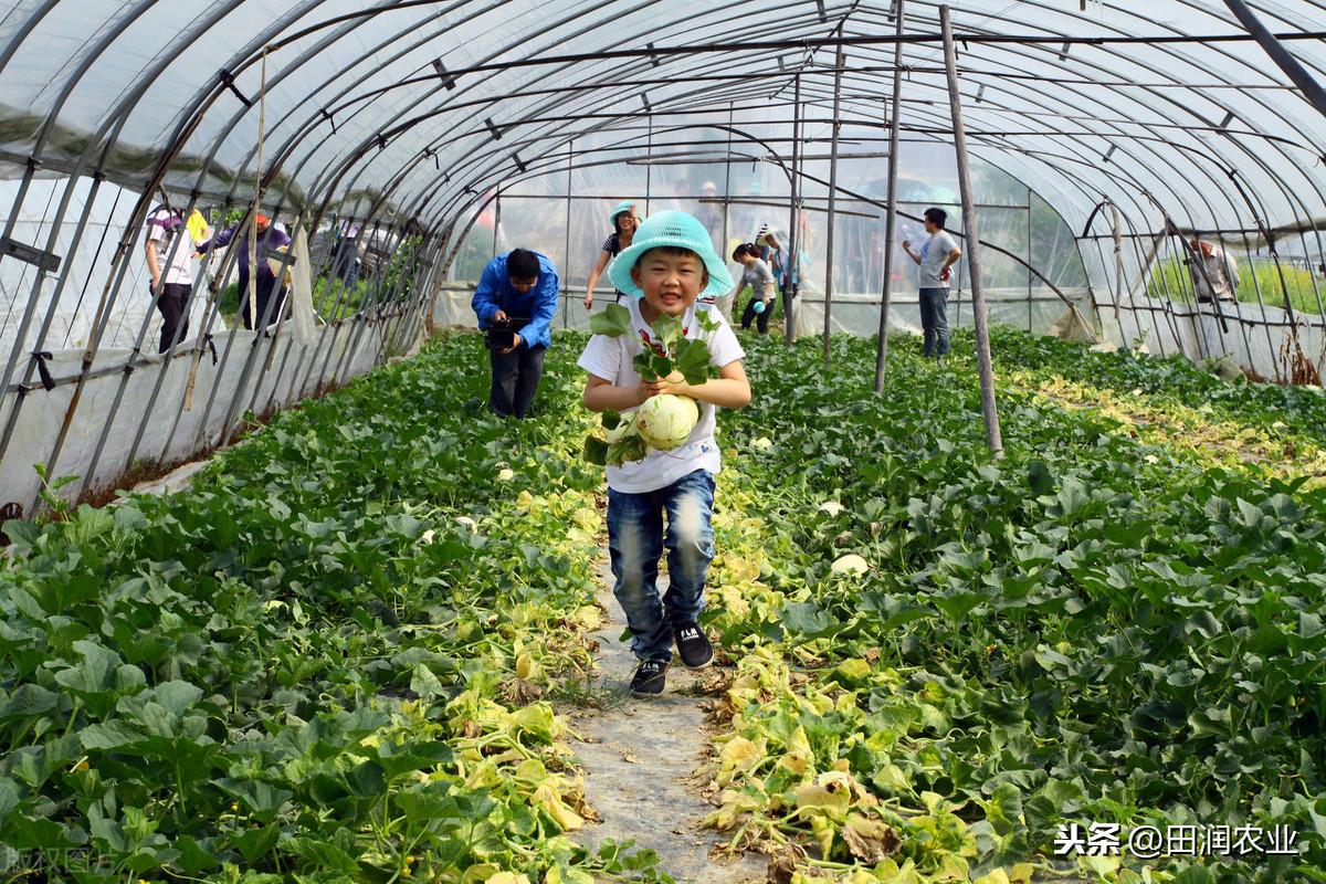 哈密瓜露地种植视频_哈密瓜露天种植技术_哈密瓜露天种植的时间和方法