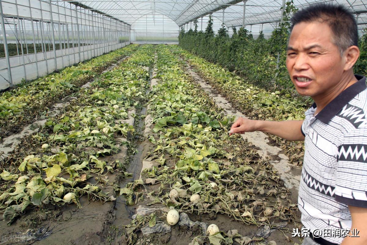 哈密瓜露地种植视频_哈密瓜露天种植的时间和方法_哈密瓜露天种植技术