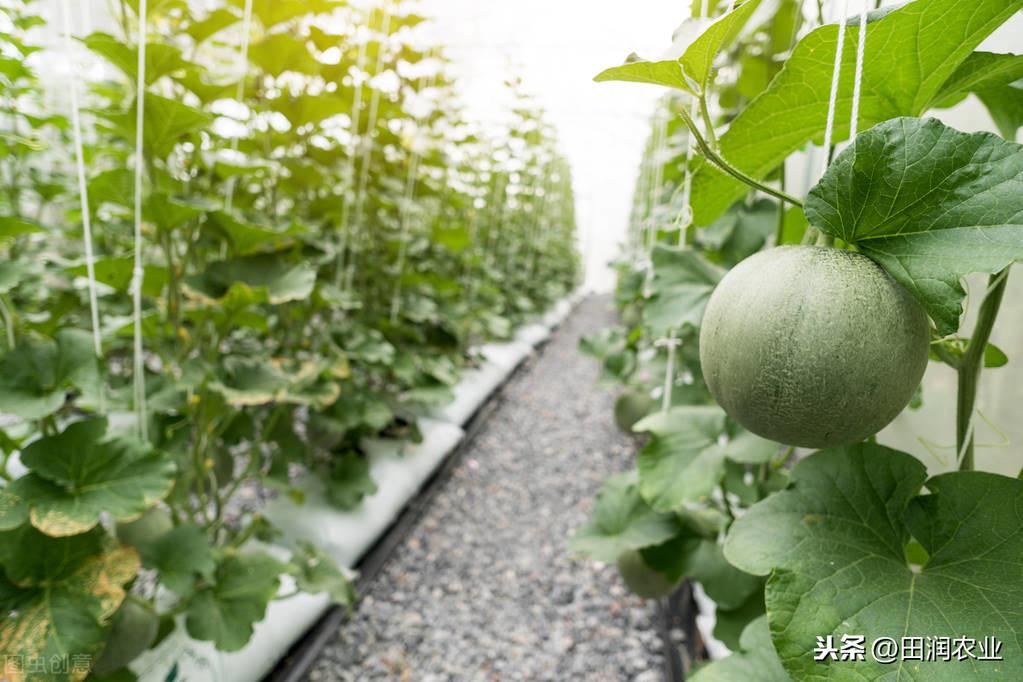 哈密瓜露地种植视频_哈密瓜露天种植技术_哈密瓜露天种植的时间和方法