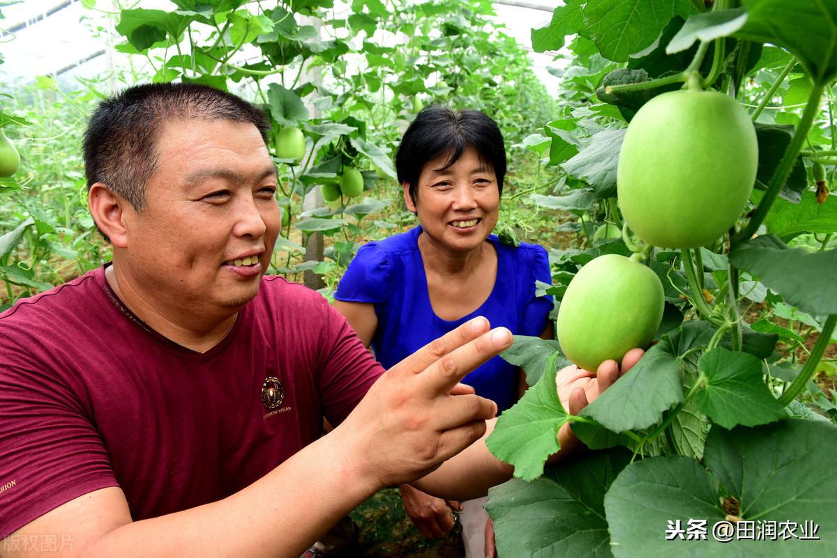 哈密瓜露天种植技术_哈密瓜露天种植的时间和方法_哈密瓜露地种植视频