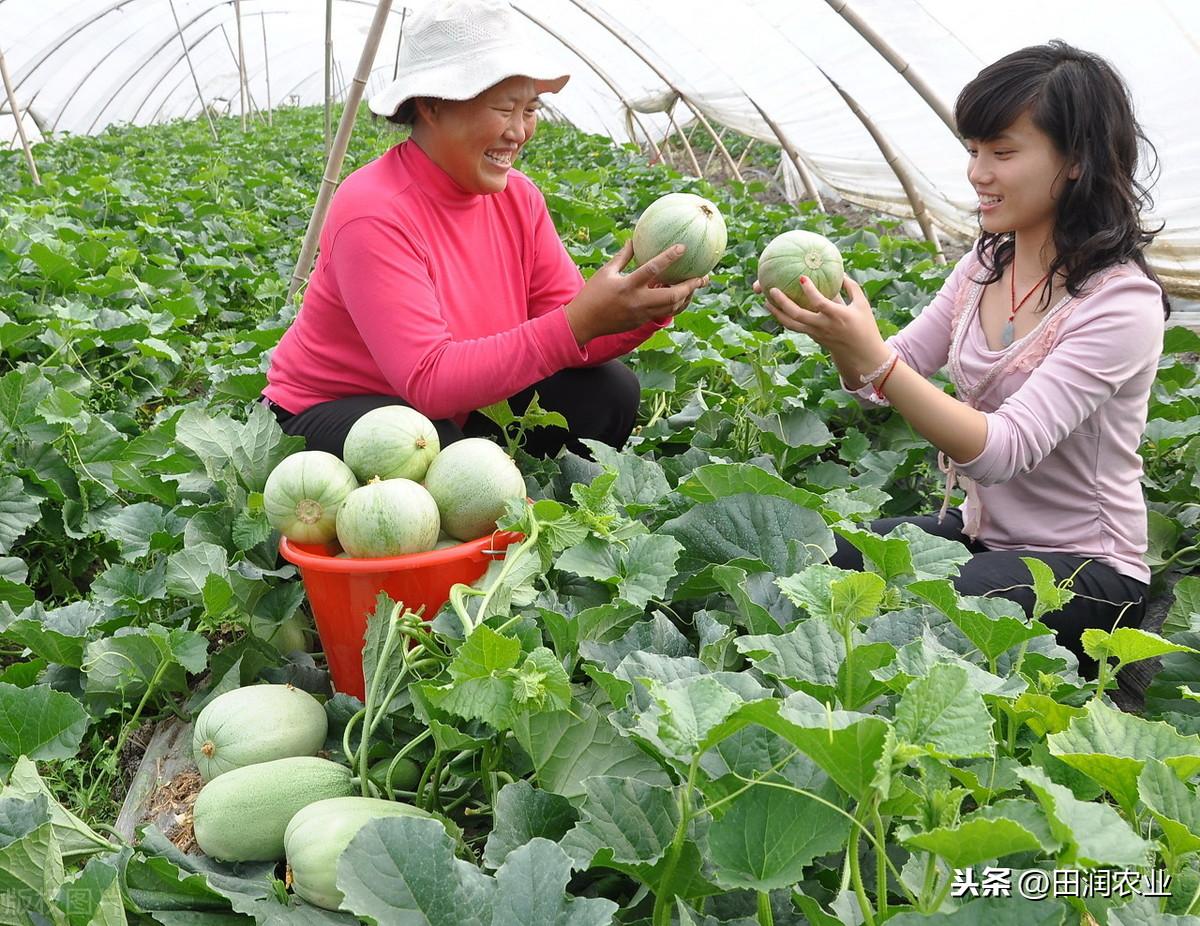 哈密瓜露天种植的时间和方法_哈密瓜露地种植视频_哈密瓜露天种植技术