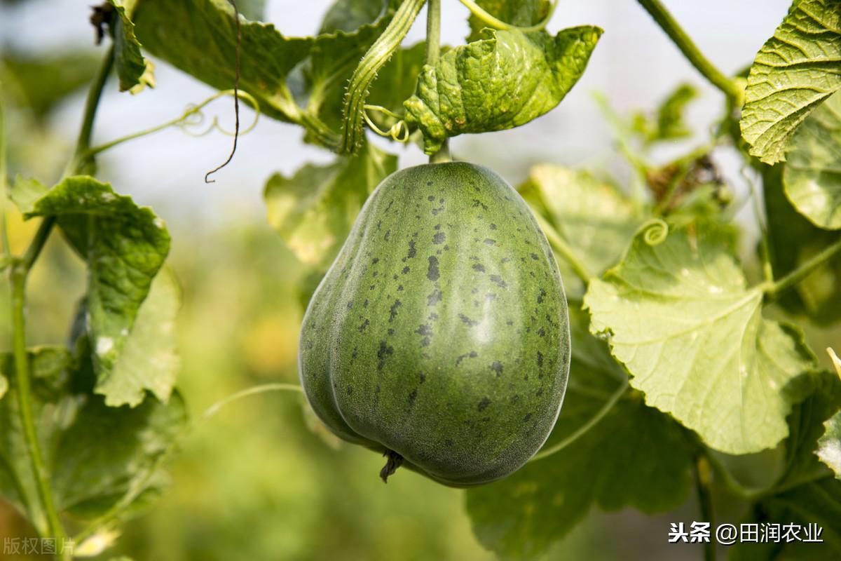 哈密瓜露天种植的时间和方法_哈密瓜露天种植技术_哈密瓜露地种植视频