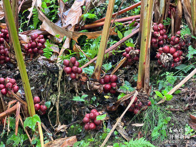 农民致富种植项目_揭秘农村种植致富_农村致富项目种植业