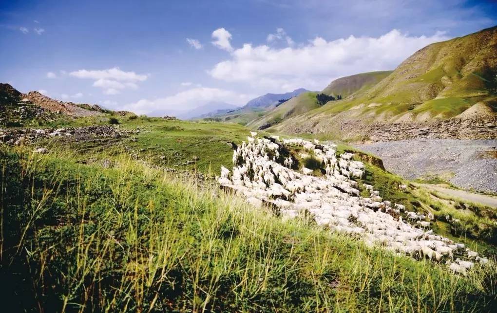 昌吉市养殖绒山羊致富的人_绒山羊养殖场_养殖绒山羊赚钱吗