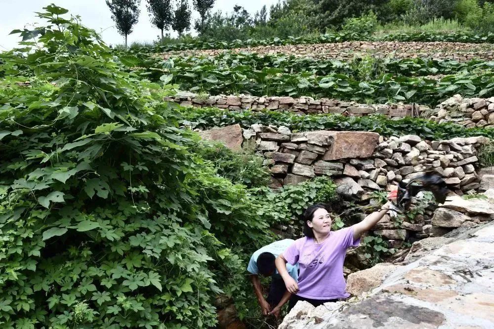 揭秘农村种植致富_农村致富新项目种植_农民致富种植项目