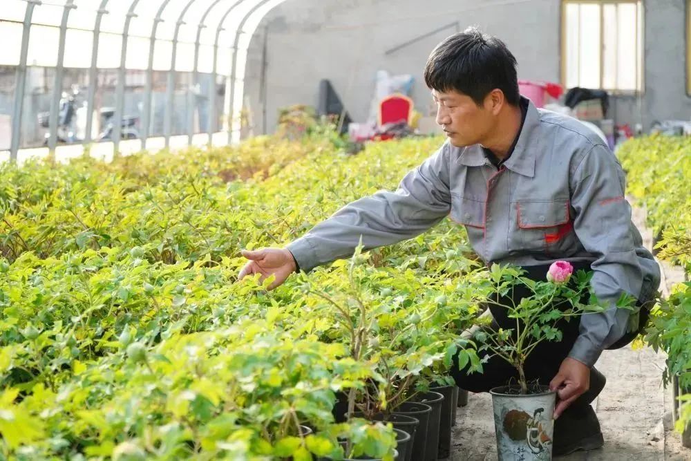 揭秘农村种植致富_农村致富新项目种植_农民致富种植项目