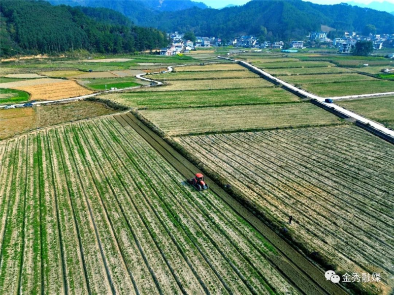 广西种植紫苏致富_紫苏在广西叫什么_紫苏种植赚钱吗