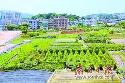 农民种植致富_农村致富新项目种植_揭秘农村种植致富