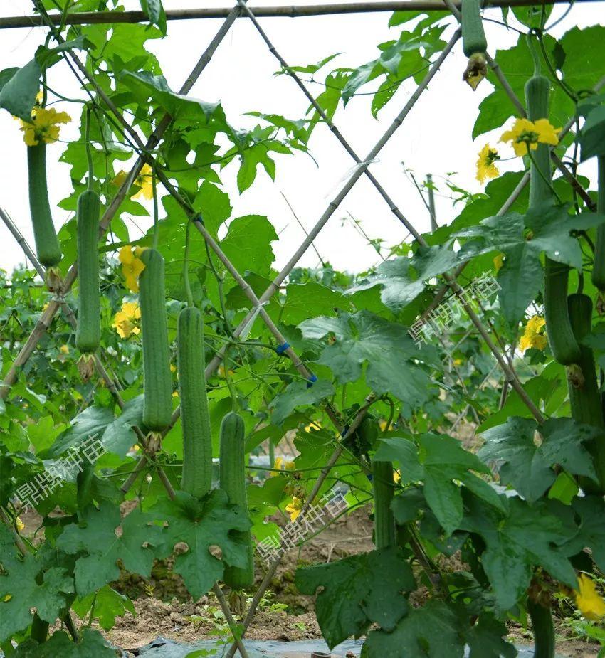 视频全集种植丝瓜技术教程_丝瓜种植技术全集视频_视频全集种植丝瓜技术教学