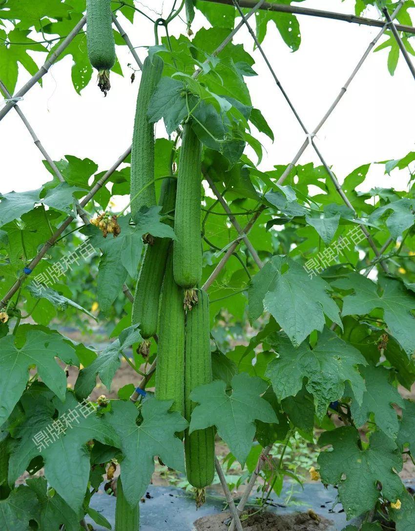 视频全集种植丝瓜技术教学_丝瓜种植技术全集视频_视频全集种植丝瓜技术教程