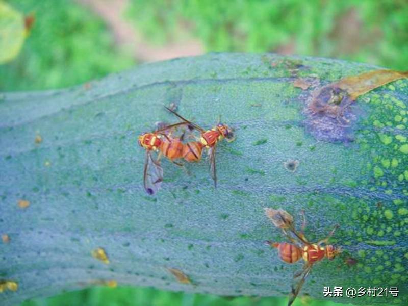 种植丝瓜的视频_丝瓜种植技术全集视频_种植丝瓜视频教程