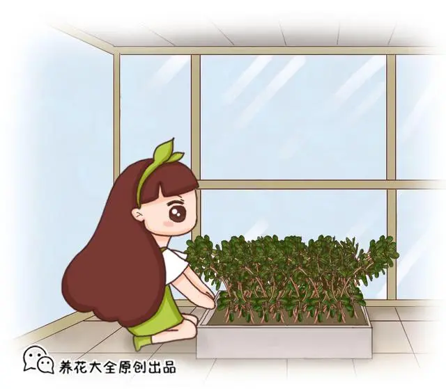 西瓜种植视屏_春季西瓜种植技术视频_西瓜种植技术视频播放